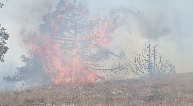 Karaman'da çıkan orman yangınına havadan ve karadan müdahale ediliyor 