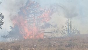 Karaman'da çıkan orman yangınına havadan ve karadan müdahale ediliyor 