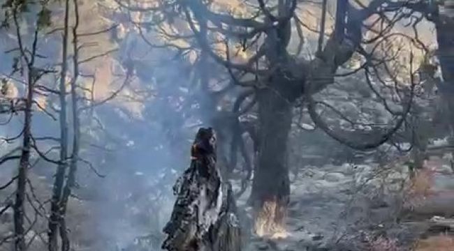 Ayrancı ilçesinde çıkan örtü yangını ağaçları da yaktı 