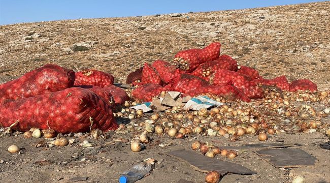 Boş araziye dökülen tonlarca soğanı vatandaşlar evlerine götürdü 