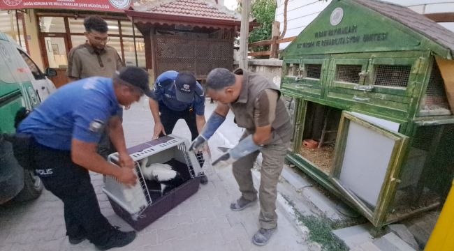 Polisin bulduğu yaralı leylek koruma altına alındı