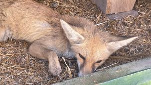 Yaralı halde bulunan yavru tilki koruma altına alındı