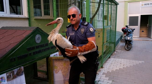 Yaralı leylek koruma altına alındı