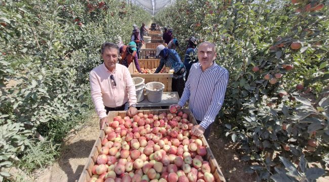 Zirai donun vurduğu Karaman'da elma hasadı buruk başladı