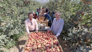 Zirai donun vurduğu Karaman'da elma hasadı buruk başladı