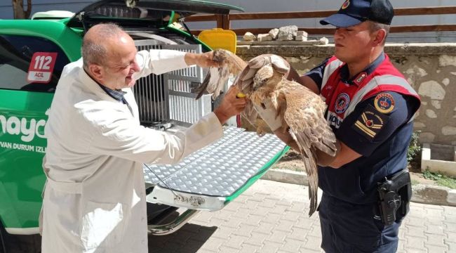 Kızıl şahin koruma altına alındı 