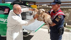 Kızıl şahin koruma altına alındı 