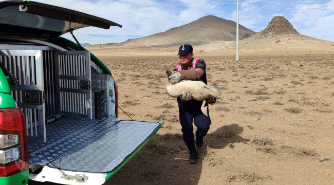 Yaralı ve bitkin halde bulunan pelikanlar koruma altına alındı 