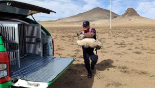 Yaralı ve bitkin halde bulunan pelikanlar koruma altına alındı 