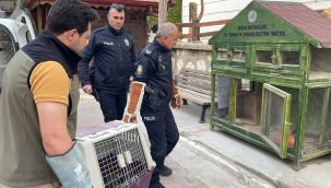 Karaman'da dünyanın en hızlı kuşu koroma altına alındı 