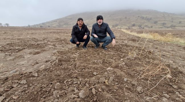 Karaman'da yaban domuzları tarlayı bu hale getirdi