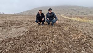 Karaman'da yaban domuzları tarlayı bu hale getirdi