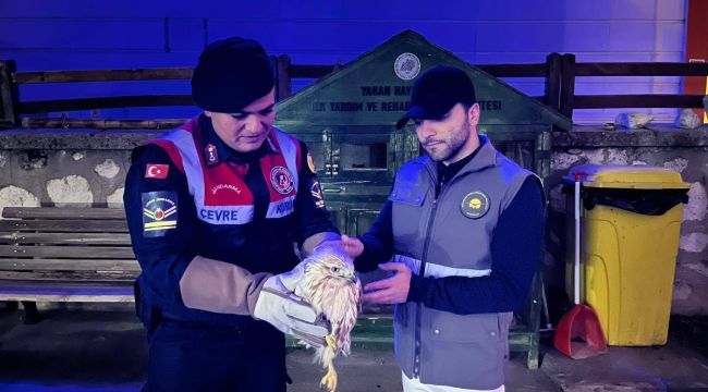 Karaman'da yaralı kızıl şahin koruma altına alındı