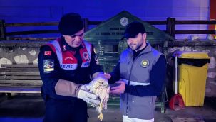 Karaman'da yaralı kızıl şahin koruma altına alındı