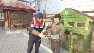 Yaralı bulunan kızıl şahin koruma altına alındı 