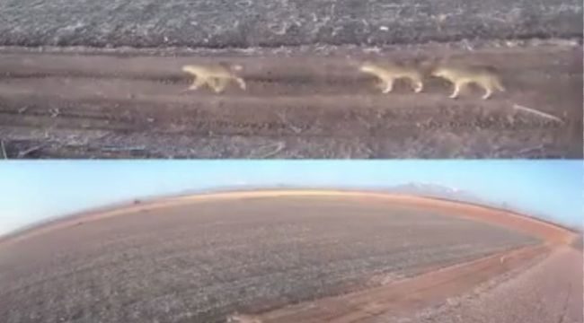 Karaman'da ovada dolaşan kurt sürüsü görüntülendi 