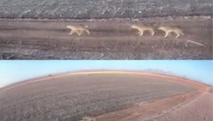 Karaman’da ovada dolaşan kurt sürüsü görüntülendi 