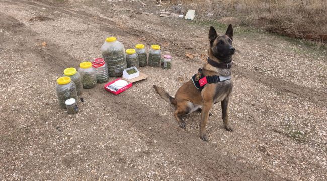 Narkotik köpeği Daisy, uyuşturucuyu buldu 