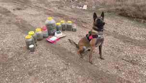 Narkotik köpeği Daisy, uyuşturucuyu buldu 