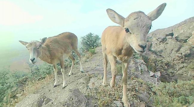 Anadolu yaban koyunu yavrularıyla görüntülendi 