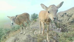 Anadolu yaban koyunu yavrularıyla görüntülendi 