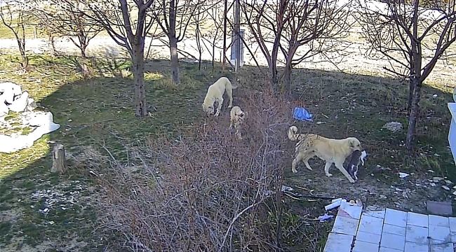 Başıboş köpekler kediyi öldürdü 