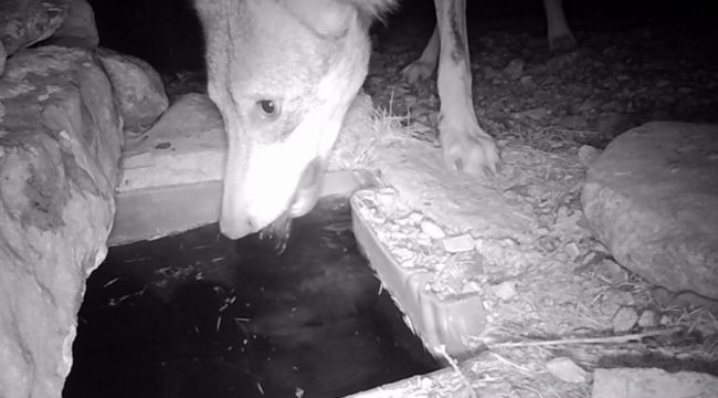 Su içen yaban hayvanları fotokapanla görüntülendi