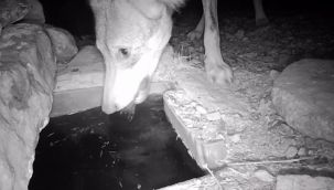 Su içen yaban hayvanları fotokapanla görüntülendi