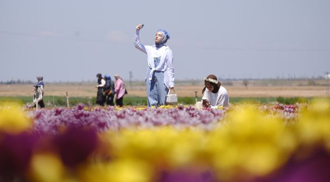 Karaman'da lale tarlasına ziyaretçi akını: 2 günde 30 bin kişi gezdi