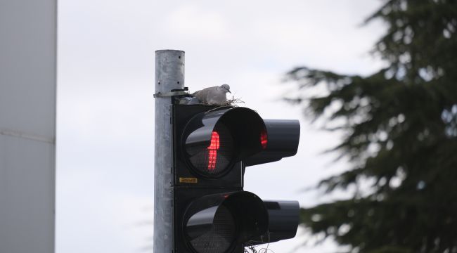 Trafik lambasına yuva yapan kumru görenleri şaşırtıyor 