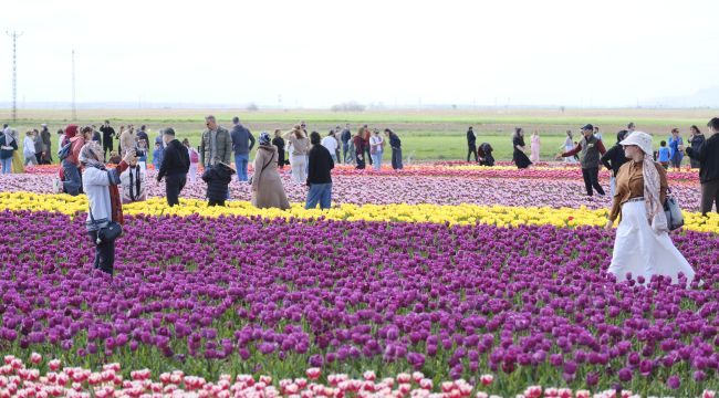 Türkiye'nin en büyük lale tarlasında ziyaretçi rekoru