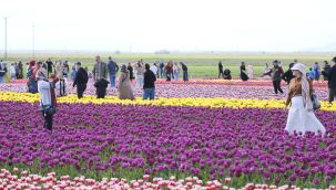 Türkiye'nin en büyük lale tarlasında ziyaretçi rekoru