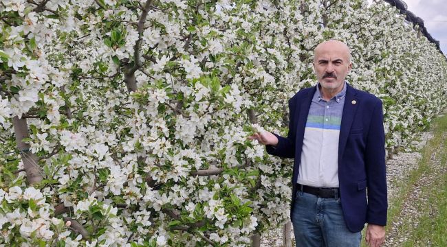Karaman'da elma ağaçları çiçek açtı, üretici rekor üretime odaklandı