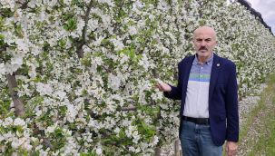 Karaman'da elma ağaçları çiçek açtı, üretici rekor üretime odaklandı
