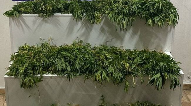 Karaman'da 2 bin 802 kök kenevir ele geçirildi: 13 tutuklama